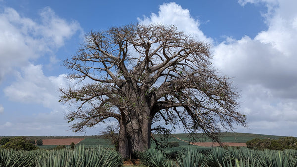 Adansonia digitata