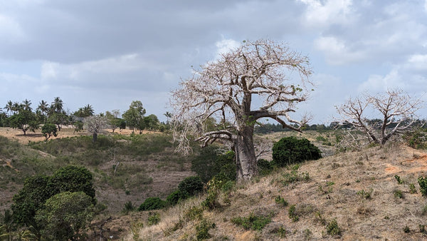 Adansonia digitata