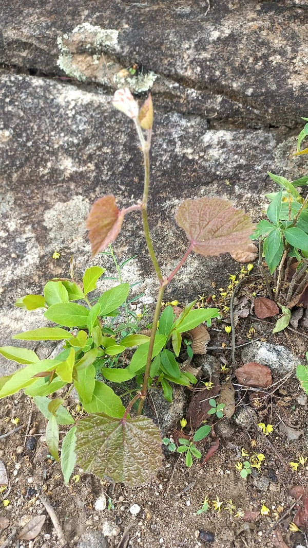 Ampelocissus africana