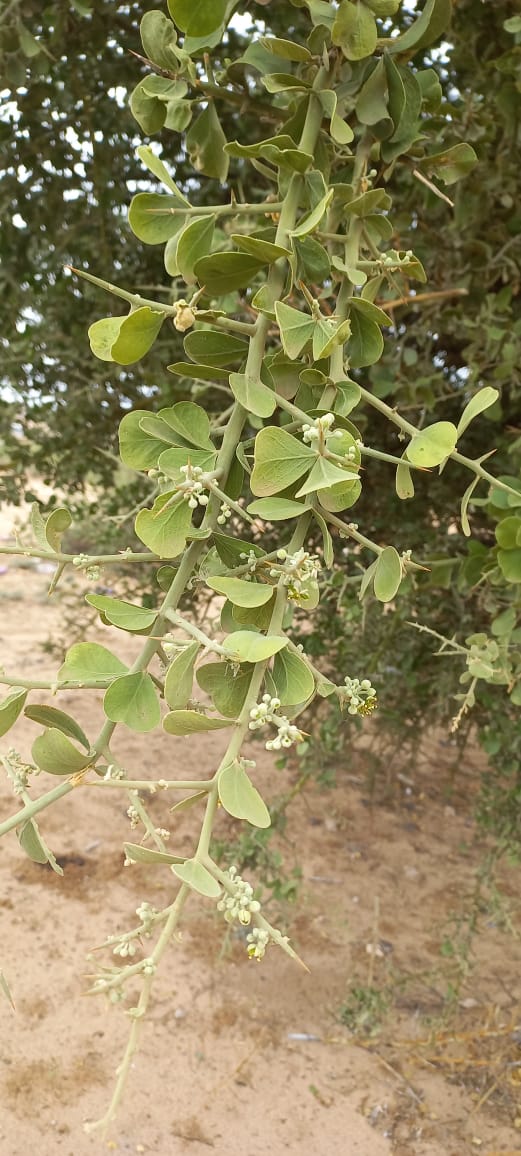 Balanites glabra
