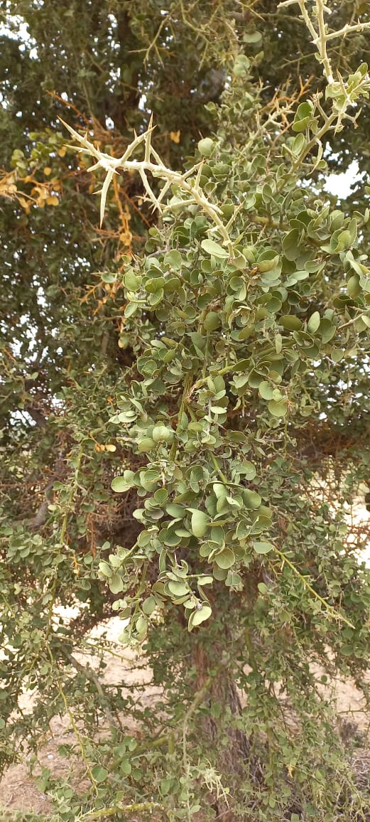 Balanites glabra
