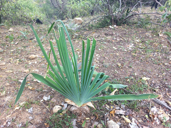 Boophone disticha