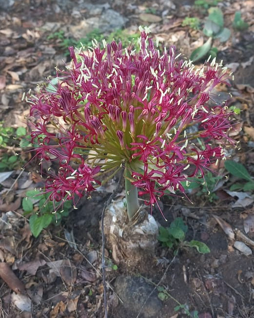 Boophone disticha