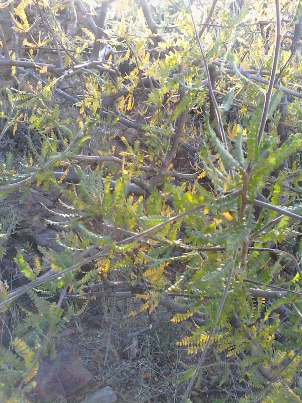 Boswellia rivae