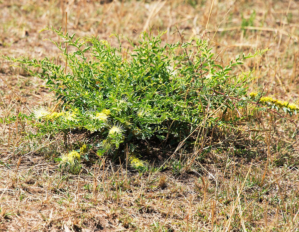 Calyptrotheca taitensis