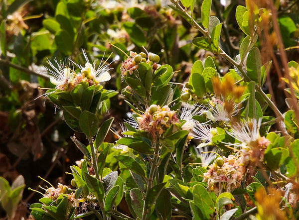 Calyptrotheca taitensis