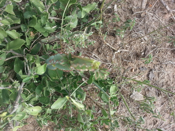Calyptrotheca taitensis