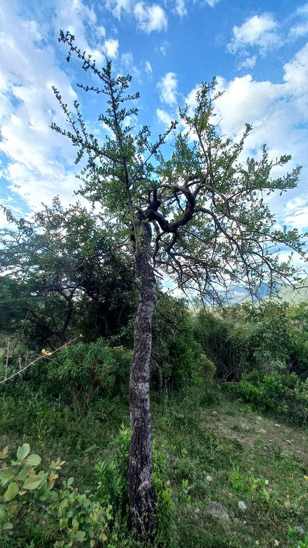 Commiphora confusa