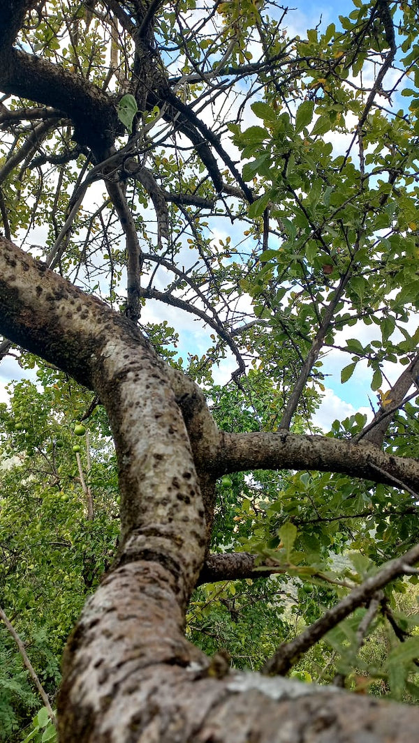 Commiphora confusa