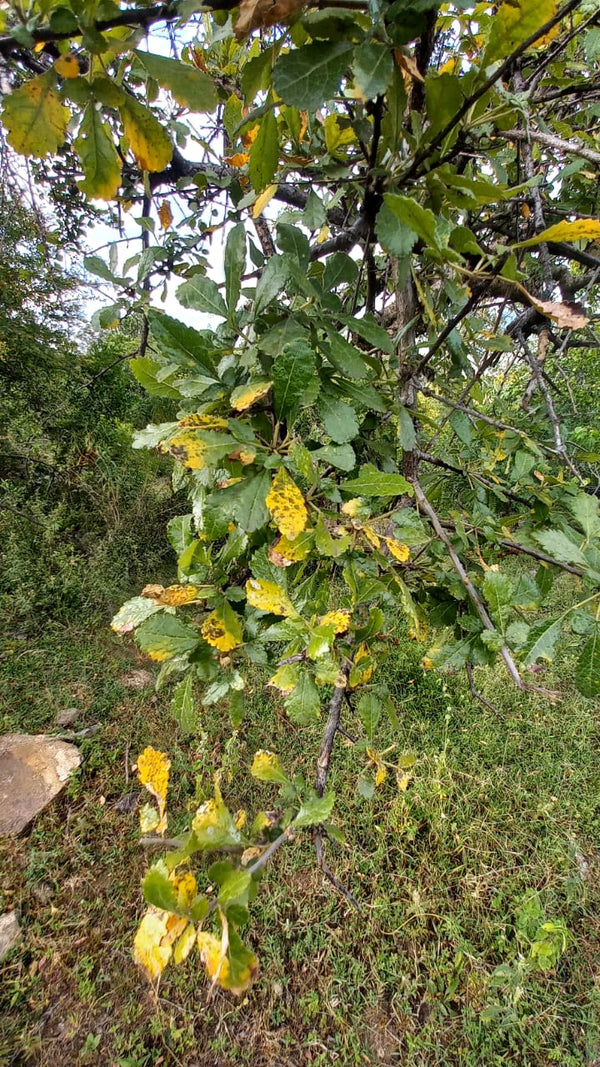 Commiphora confusa