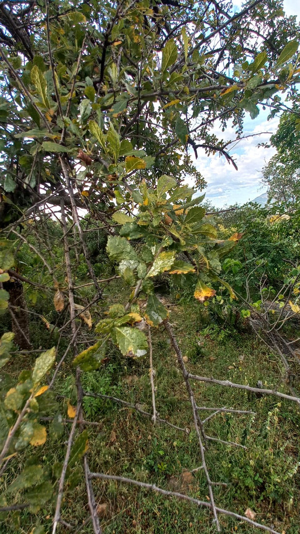 Commiphora confusa
