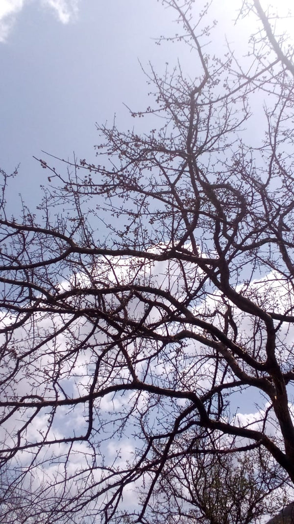 Commiphora corrugata