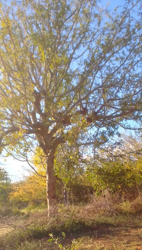 Commiphora corrugata
