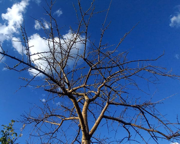 Commiphora cyclophylla