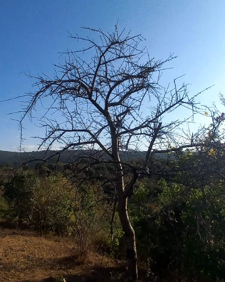 Commiphora cyclophylla