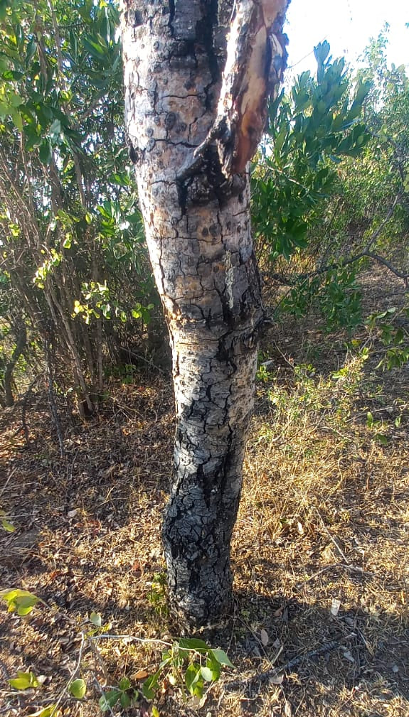 Commiphora cyclophylla
