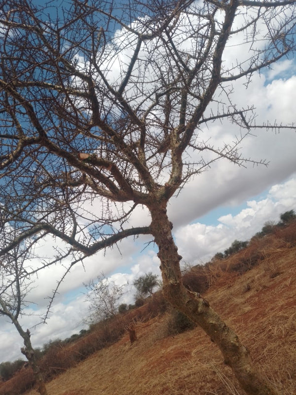 Commiphora eminii