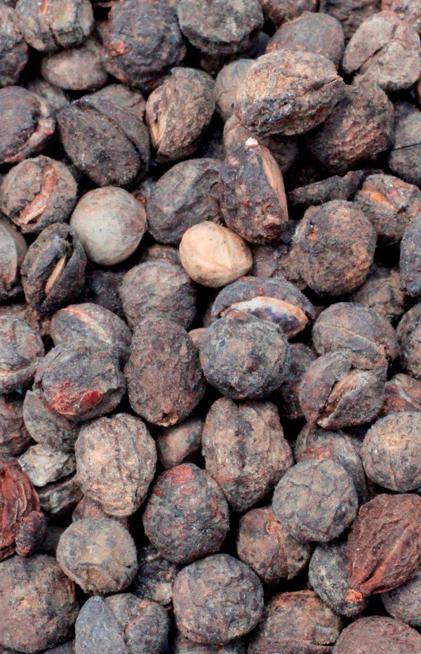 Commiphora eminii