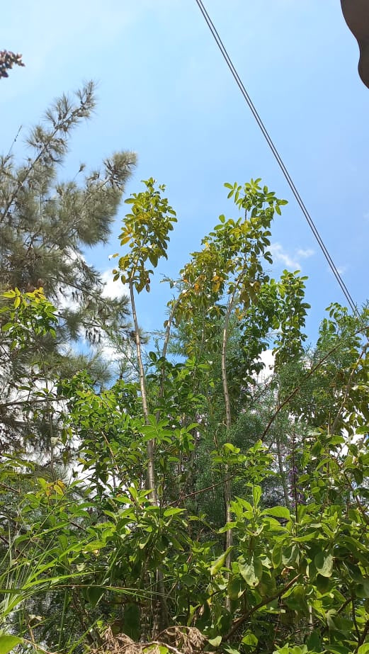 Commiphora eminii subsp. zimmermannii