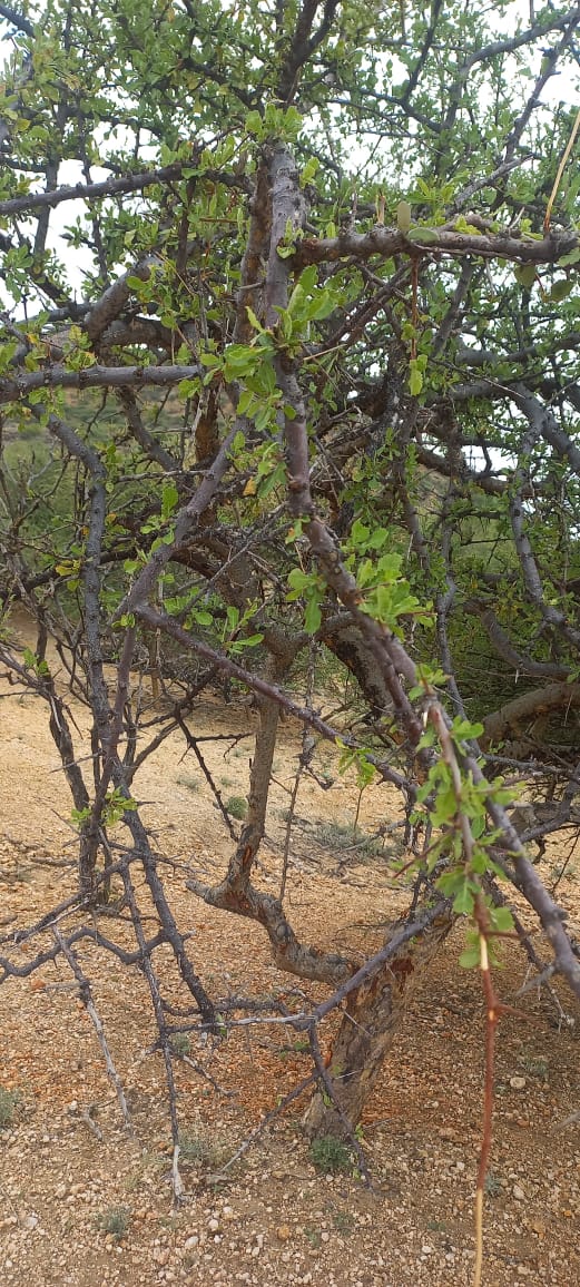 Commiphora kataf