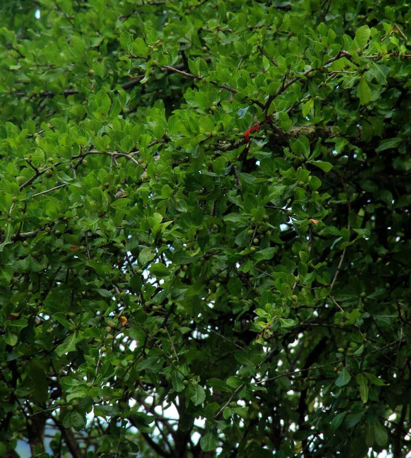Commiphora kua