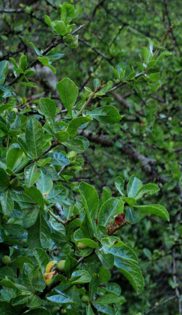 Commiphora kua