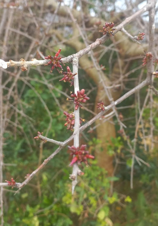 Commiphora merkeri