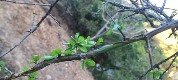 Commiphora merkeri