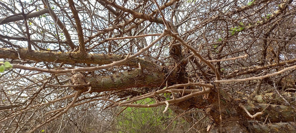 Commiphora mollis