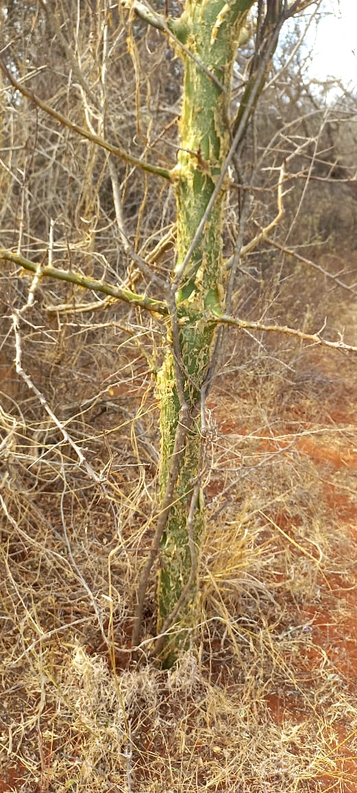 Commiphora mollis