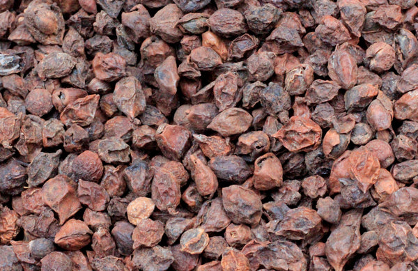 Commiphora mollis