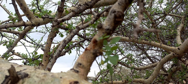 Commiphora myrrha