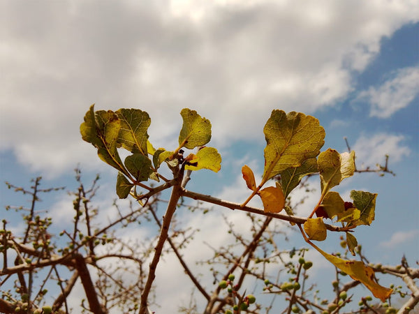 Commiphora oblongifolia