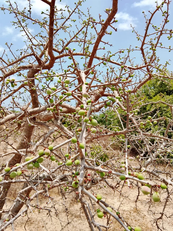 Commiphora oblongifolia