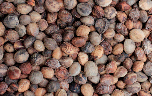 Commiphora obovata