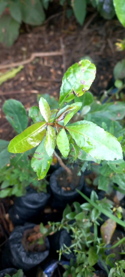 Commiphora ovalifolia