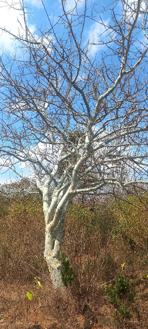 Commiphora ovalifolia