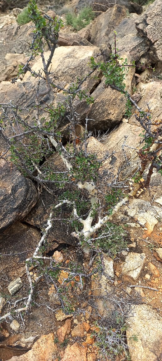 Commiphora pseudopaolii