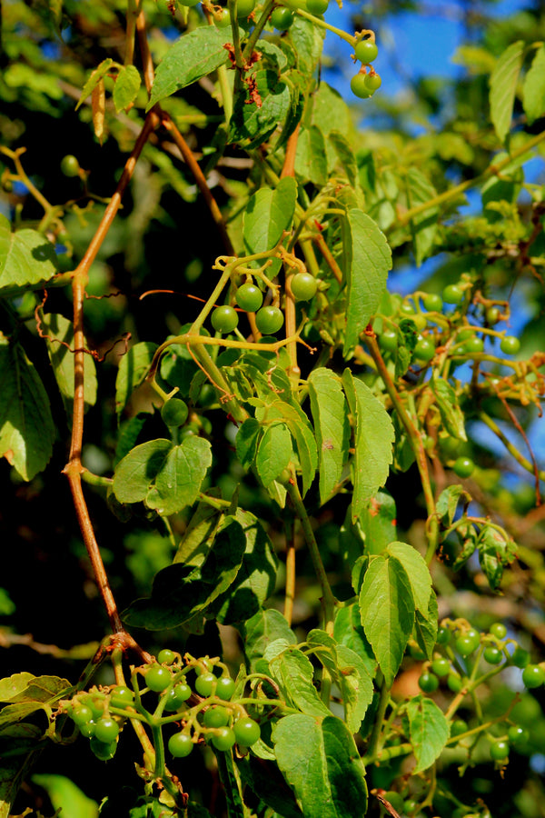 Cyphostemma adenocaule