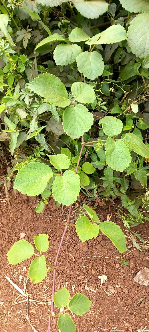 Cyphostemma allophylloides