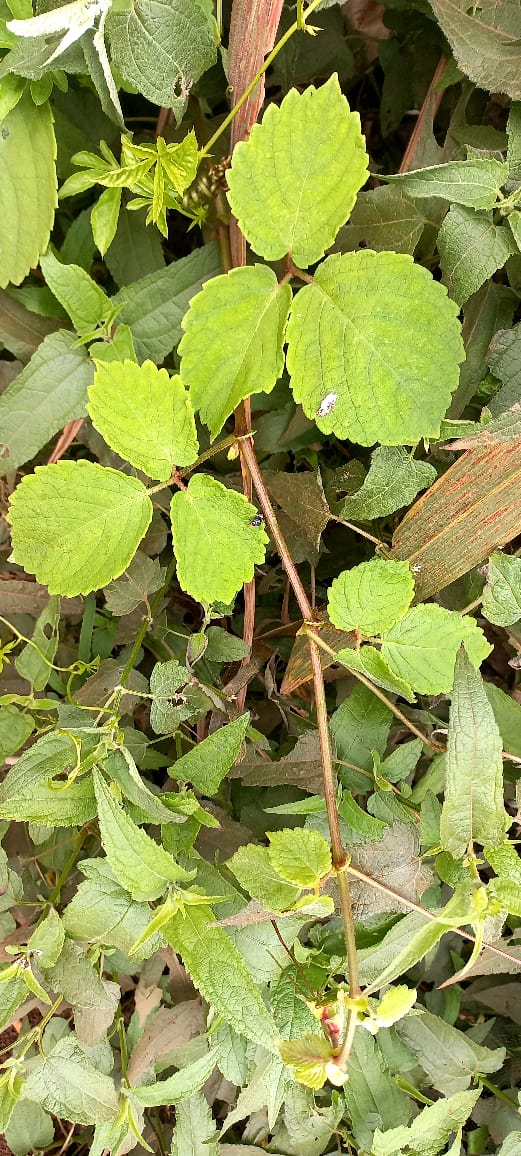 Cyphostemma allophylloides