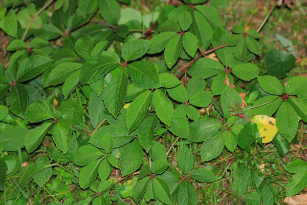 Cyphostemma bambuseti