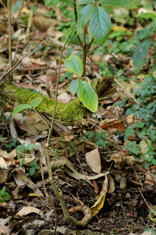 Cyphostemma bambuseti