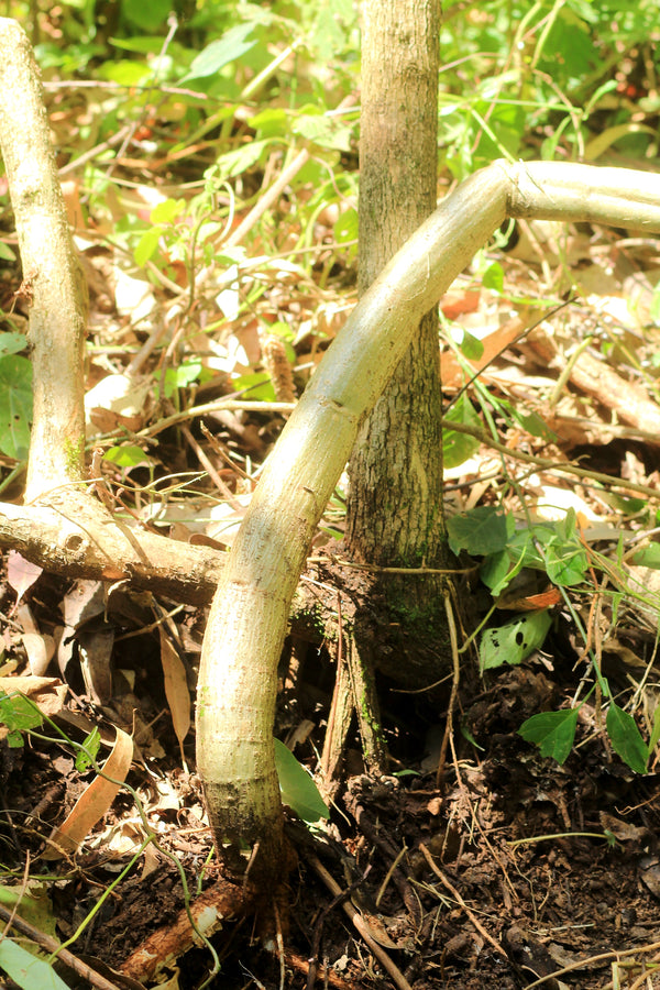Cyphostemma bambuseti
