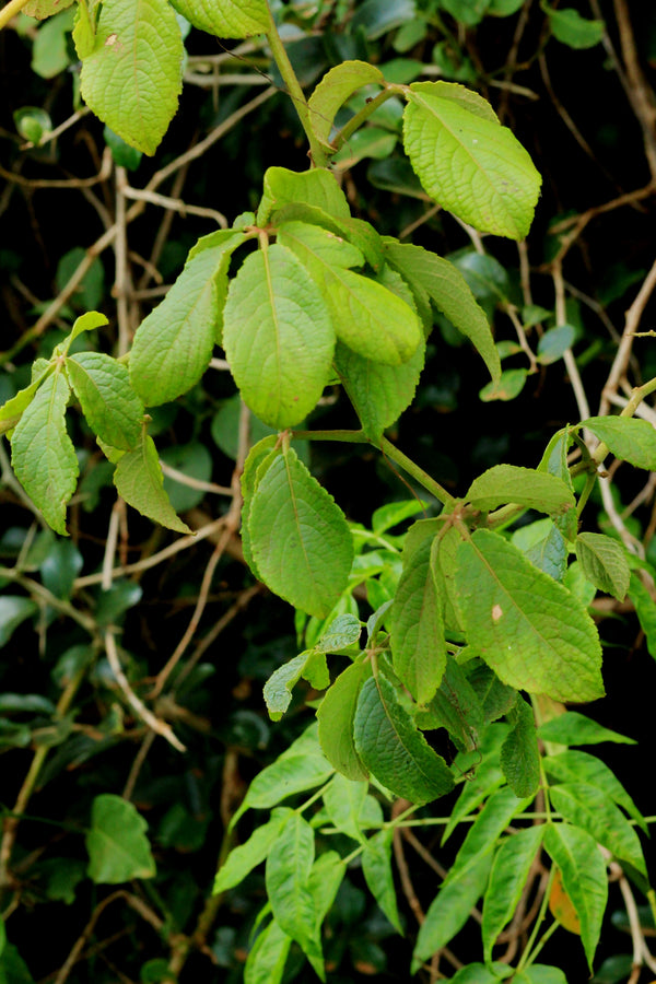 Cyphostemma cymosum