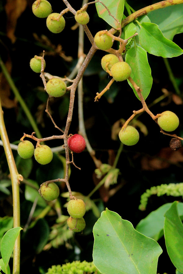 Cyphostemma cymosum