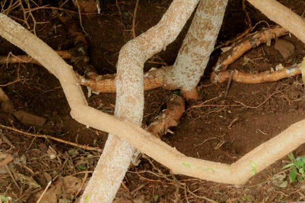 Cyphostemma cymosum