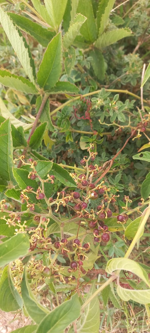 Cyphostemma cyphopetalum