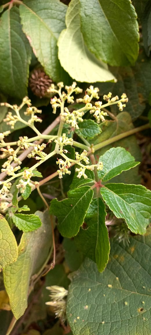 Cyphostemma cyphopetalum