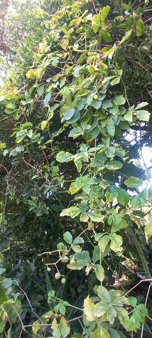 Cyphostemma duparquettii